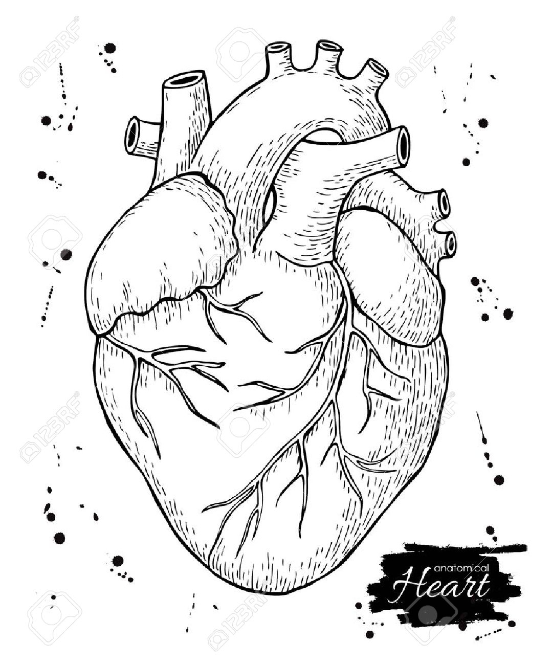 1079x1300 Drawing A Human Heart Anatomical Human Heart. Engraved Detailed