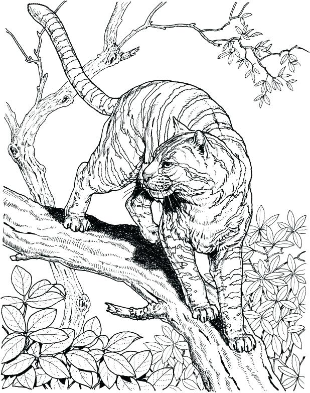 618x783 Free Detailed Coloring Pages Charming Sign Photo Gallery Of Tailed