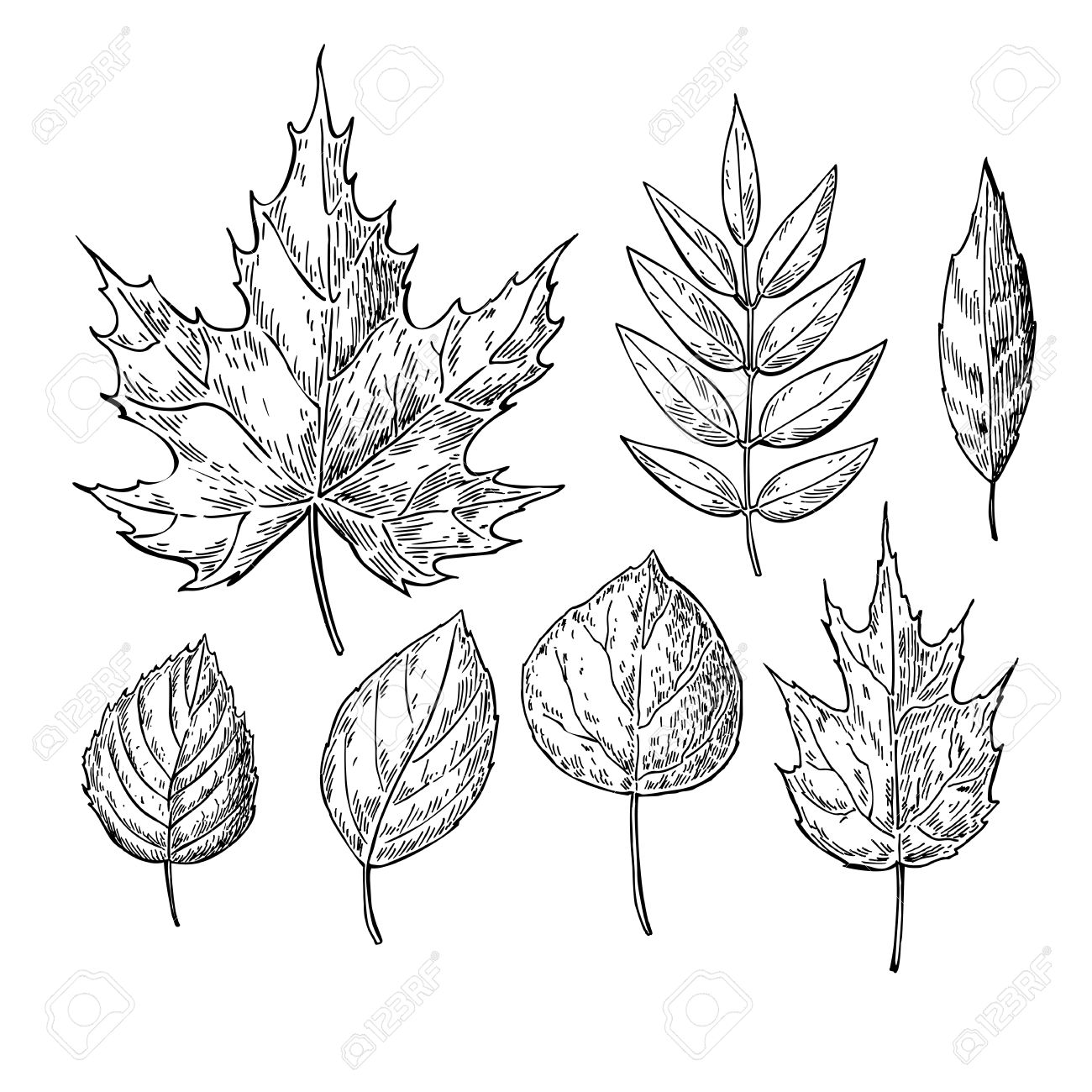 1300x1300 Vector Autumn Drawing Leaves Set. Isolated Objects. Hand Drawn