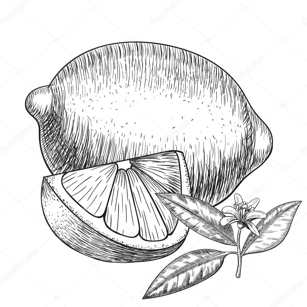 1024x1024 Vector Hand Drawn Lime Or Lemon. Whole , Sliced Pieces Half, Leave