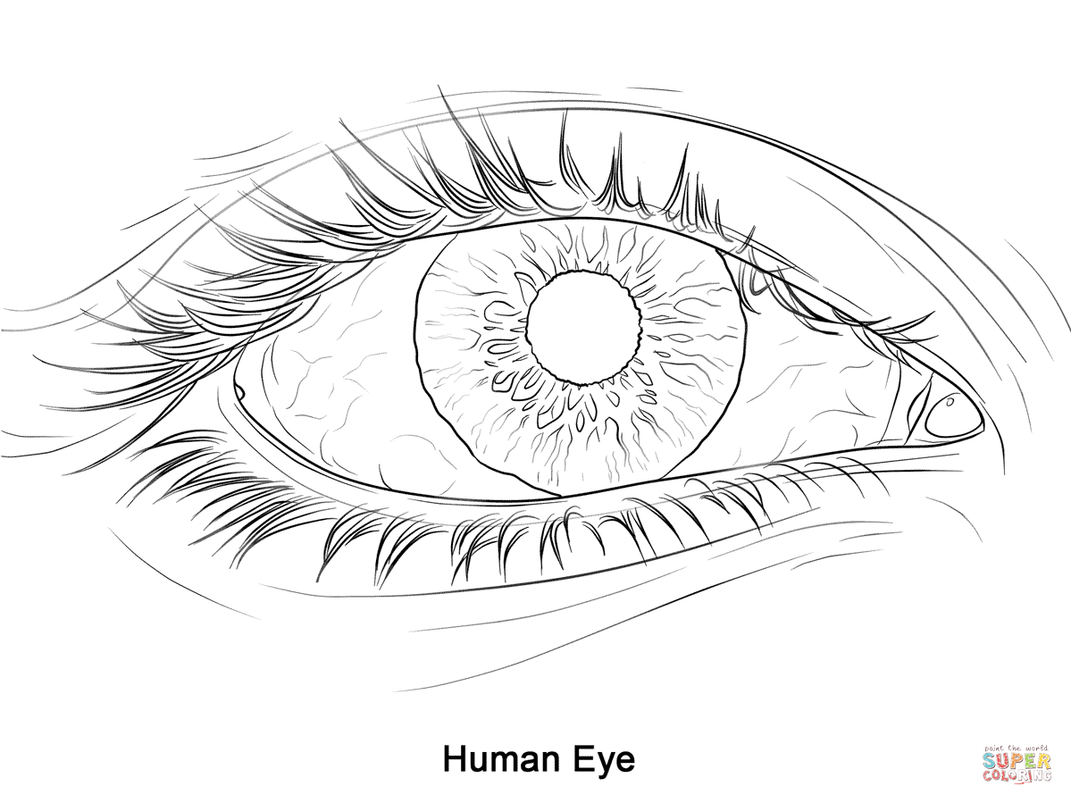1199x899 Human Eye Coloring Page Free Printable Coloring Pages