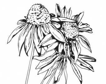 340x270 Flower Drawing Etsy