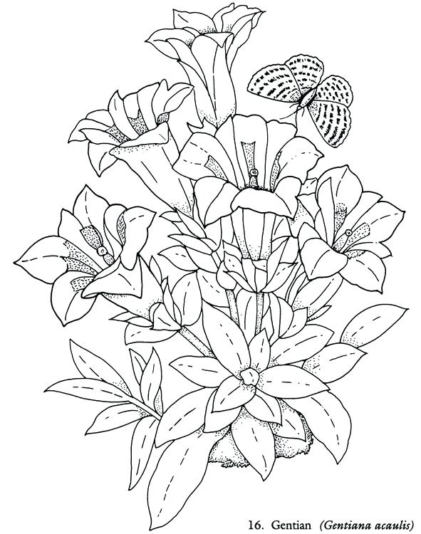 591x750 Flowers Coloring Book Together With Charming Detailed Flower