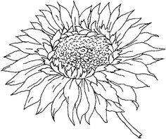 236x198 Flower Drawings To Print And Color Download This Coloring Sheet