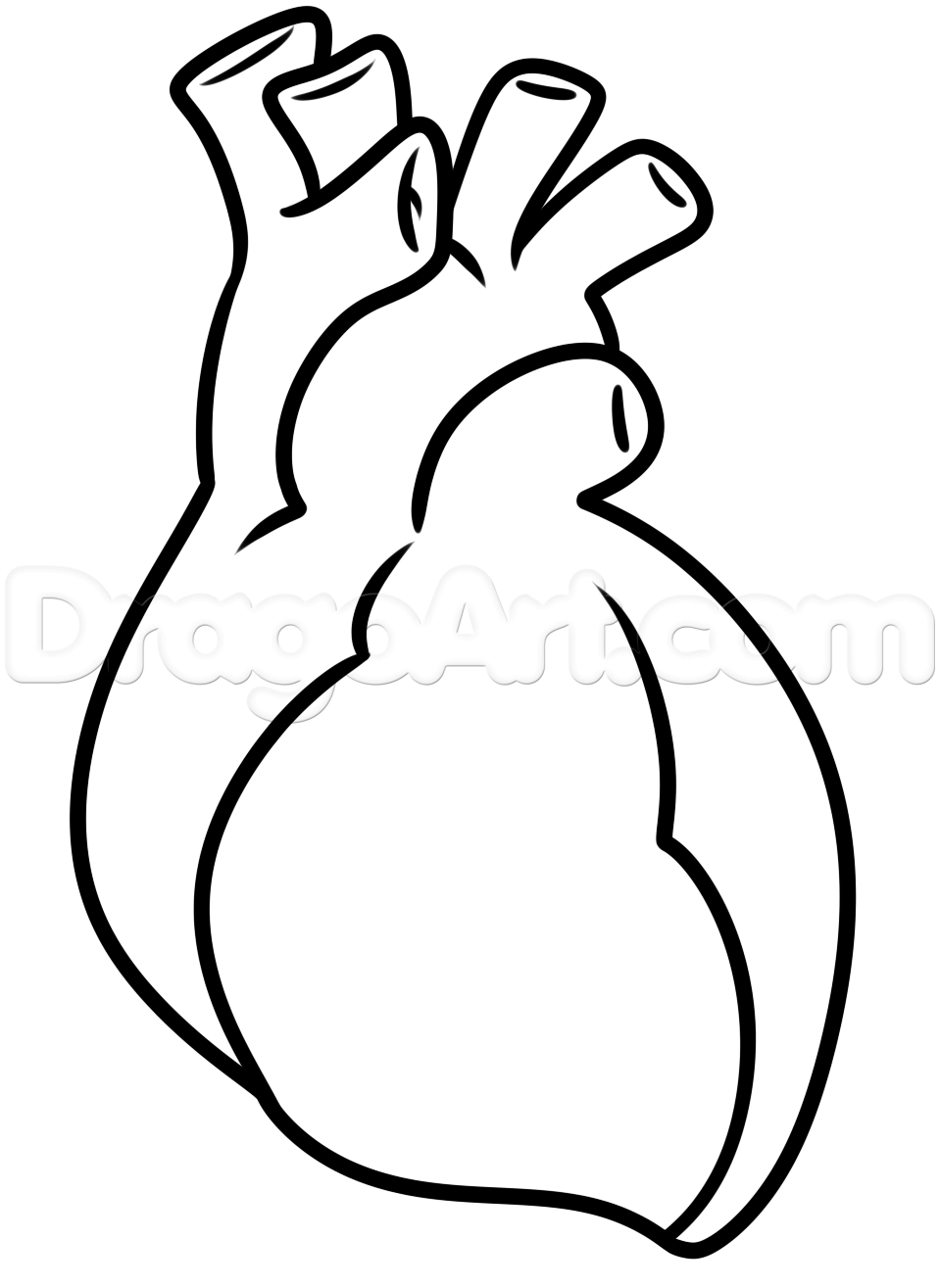 959x1315 Drawing A Human Heart Anatomical Human Heart. Engraved Detailed