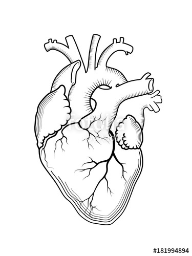 375x500 Heart. The Internal Human Organ, Anatomical Structure. Engraved
