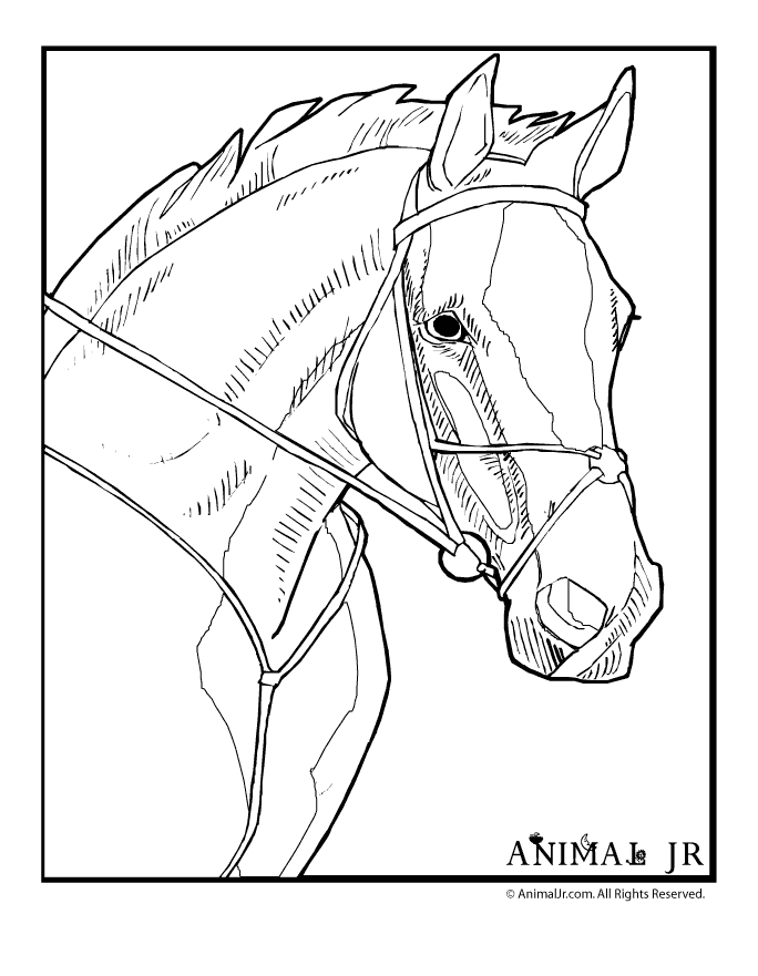 684x881 Horse Coloring Page 1 Classroom Jr. Coloring Pages
