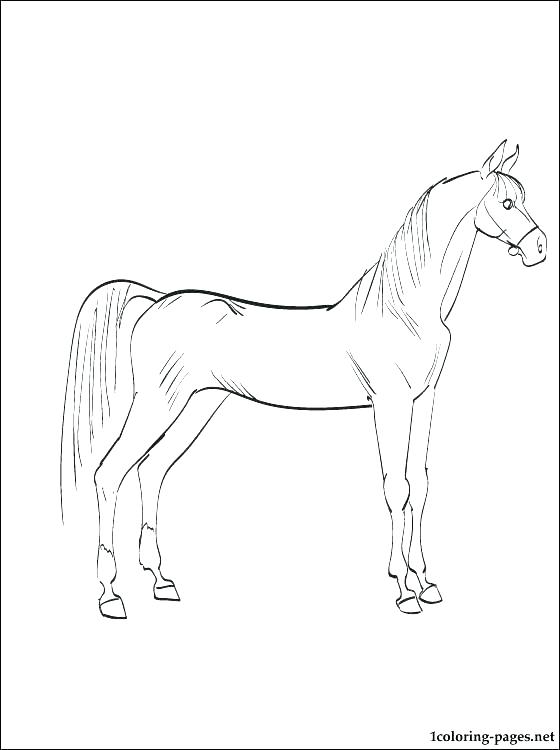 560x750 Coloring Page Of Horse Hand Drawn Coloring Pages With Horses Head