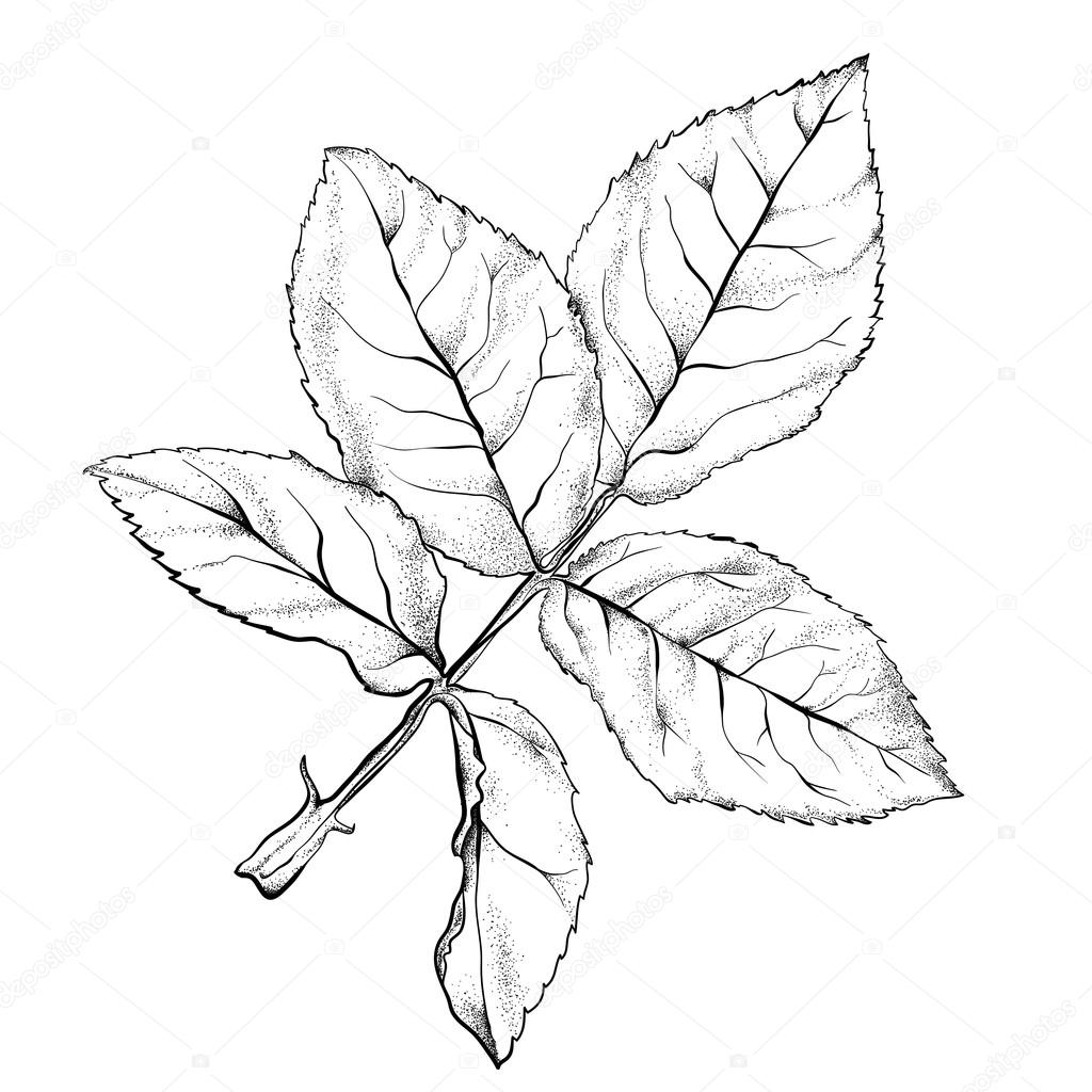 1024x1024 Highly Detailed Hand Drawn Rose Stock Vector Sonulkaster