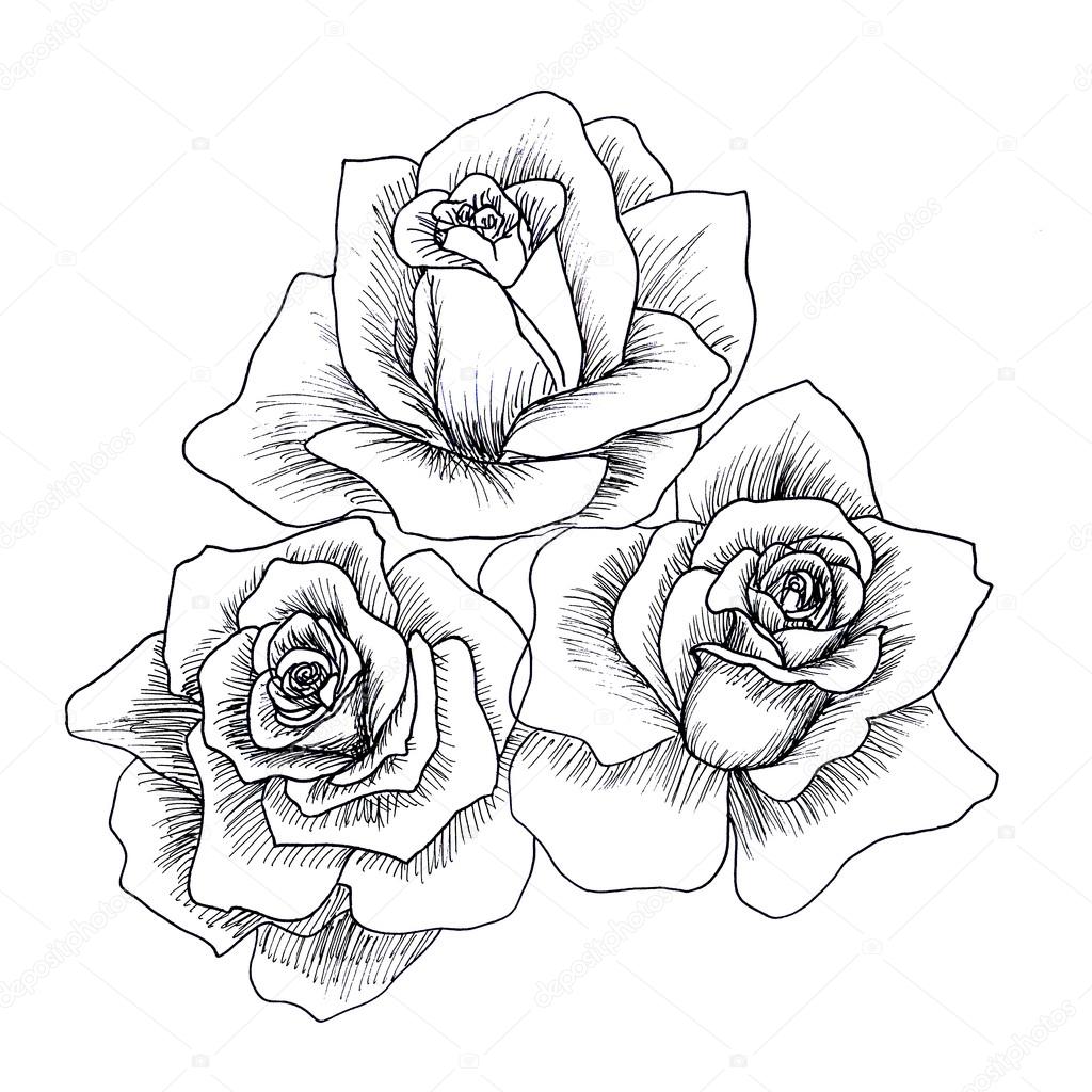 1024x1024 Highly Detailed Hand Drawn Roses. Stock Photo Valenty