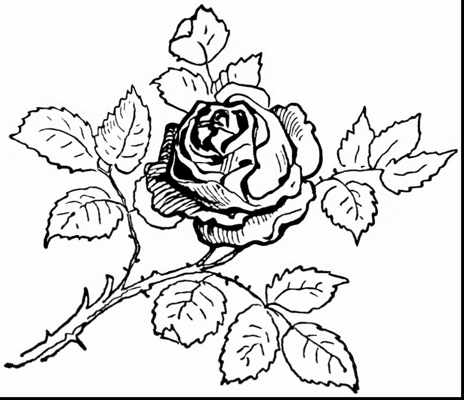 1600x1379 Top 10 Beautiful Rose Coloring Pages Drawing