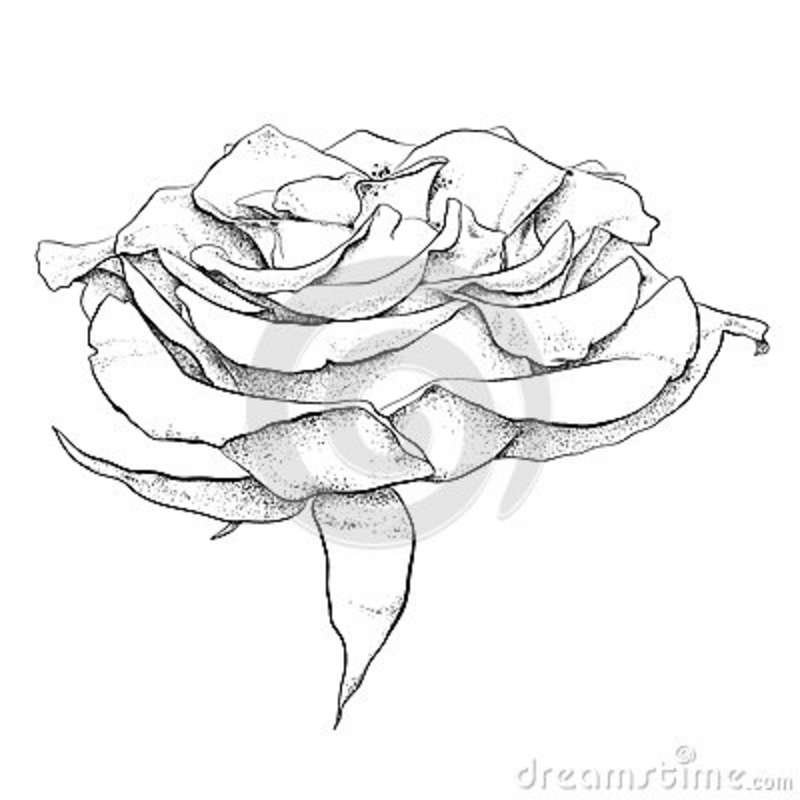 800x800 Detailed Hand Drawn Rose