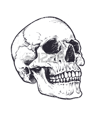 387x450 Anatomic Skull Vector Art. Detailed Hand Drawn Illustration