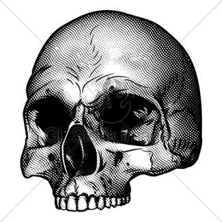 325x325 Skull In Profile Drawing Gl Stock Images