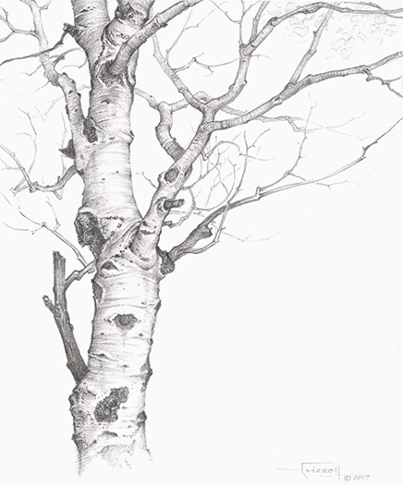 403x485 Tree Line Drawing Category Landscapes This Could Be Another