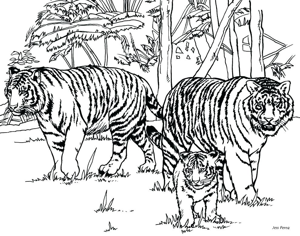 990x778 Printable Tiger Coloring Pages Drawing Template For Kids Tiger