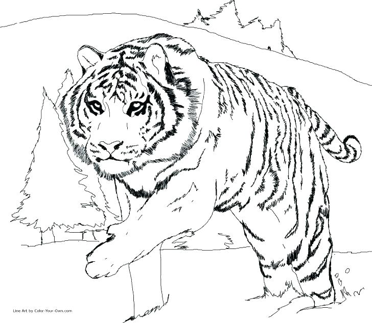 728x633 Printable Tiger Coloring Pages Tiger Coloring Pages Best Tiger