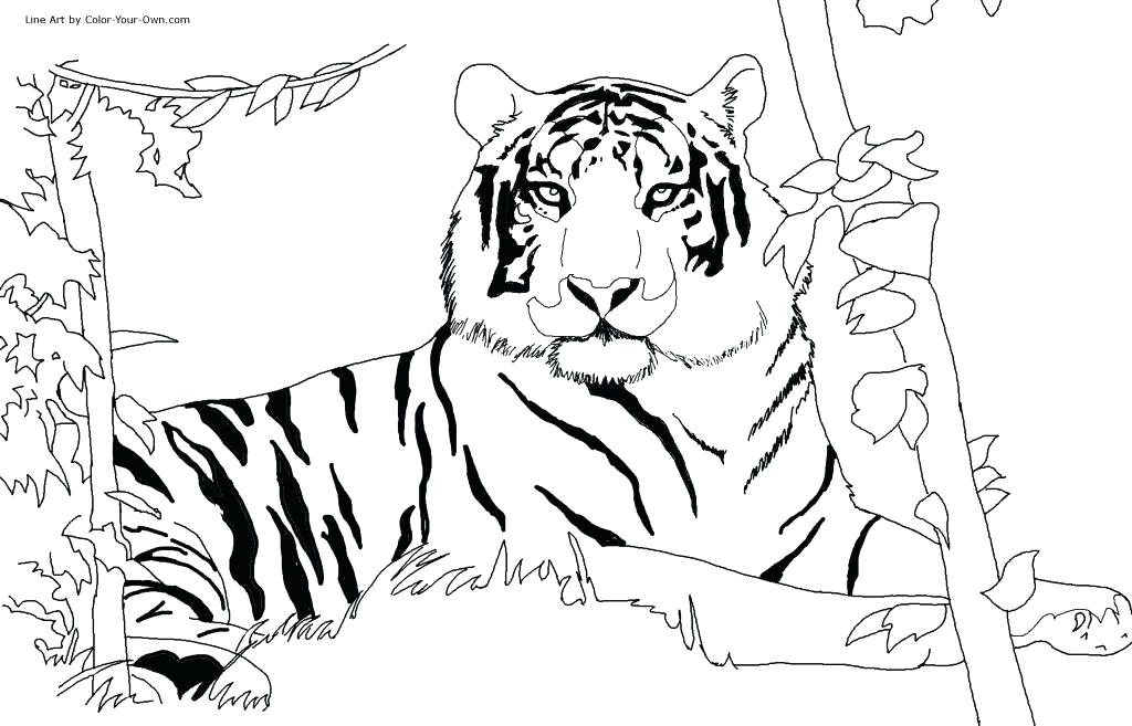 1024x657 Tiger Printable Coloring Pages Tiger New Coloring Page Detroit