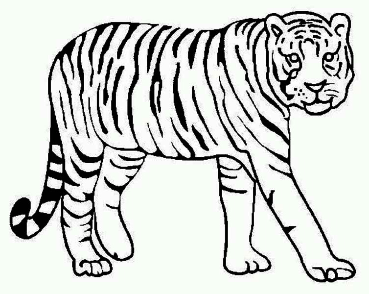 754x600 Tiger Coloring Pages Detroit Tigers