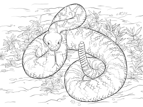 480x360 Western Diamondback Rattlesnake Coloring Page Free Printable