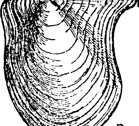 478x432 Image From Page 84 A Dictionary The Fossils