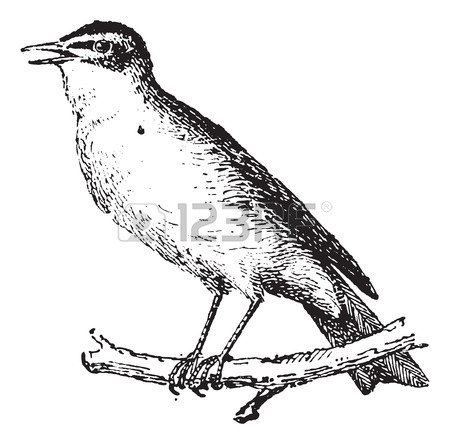 450x444 Scops Owl Perched On Branch, Vintage Engraved Illustration