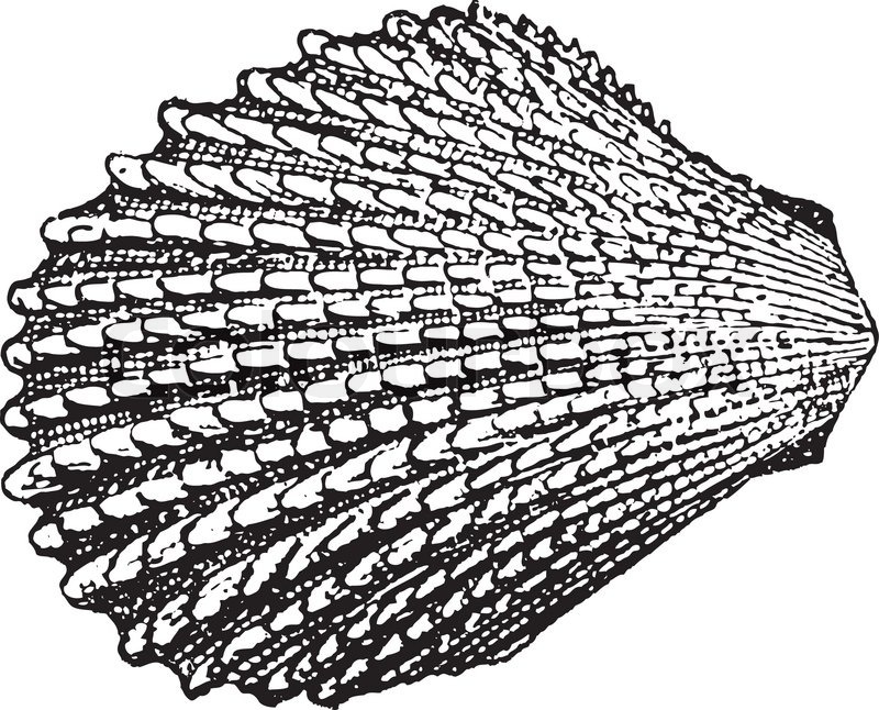 800x646 Shell Lime, Vintage Engraved Illustration Dictionary Of Words