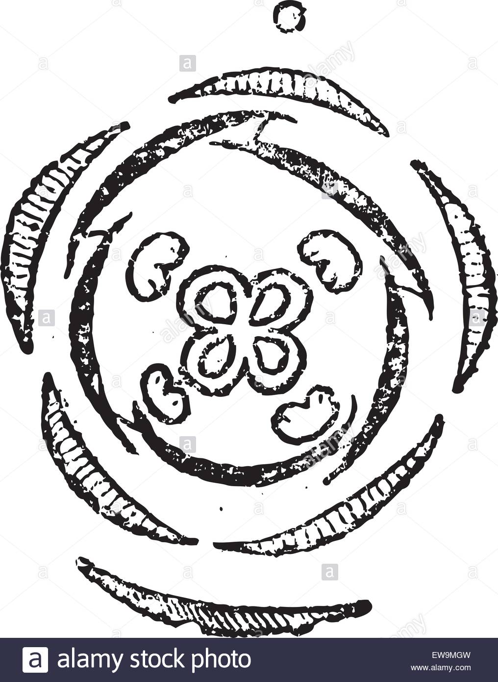 1016x1390 Verbena Or Verbenaceae, Vintage Engraved Illustration. Dictionary