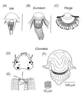 291x331 Eyes And Vision (Insects)