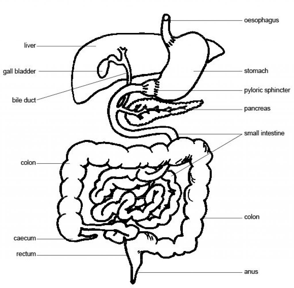 Digestive System Drawing at GetDrawings | Free download