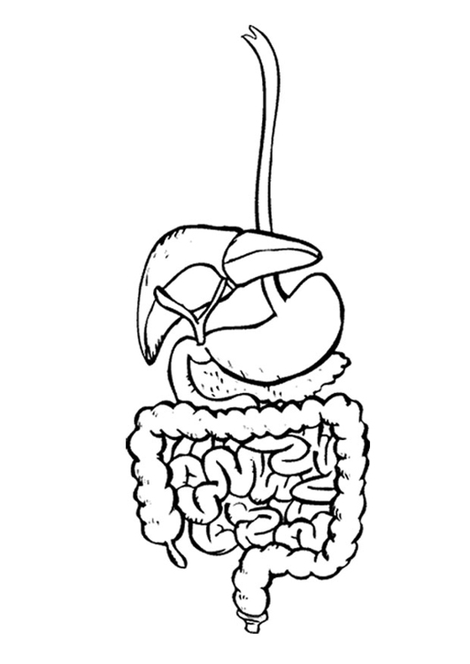 531x750 Coloring Page Digestive System