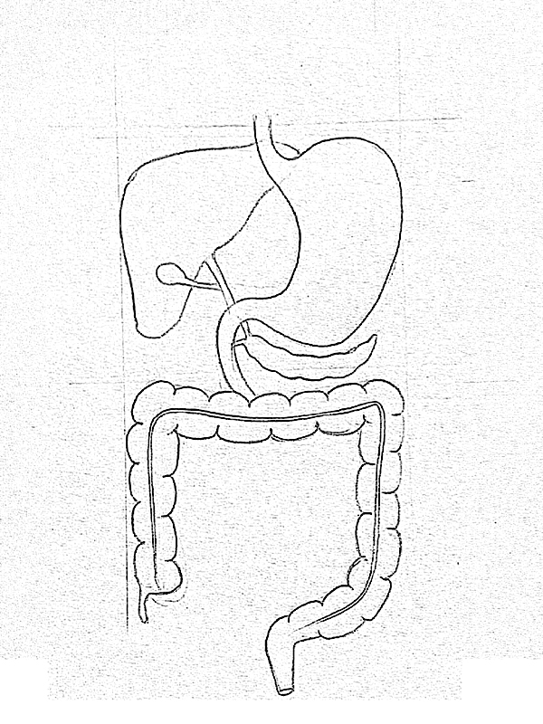 600x800 Draw It Neat How To Draw Human Digestive System