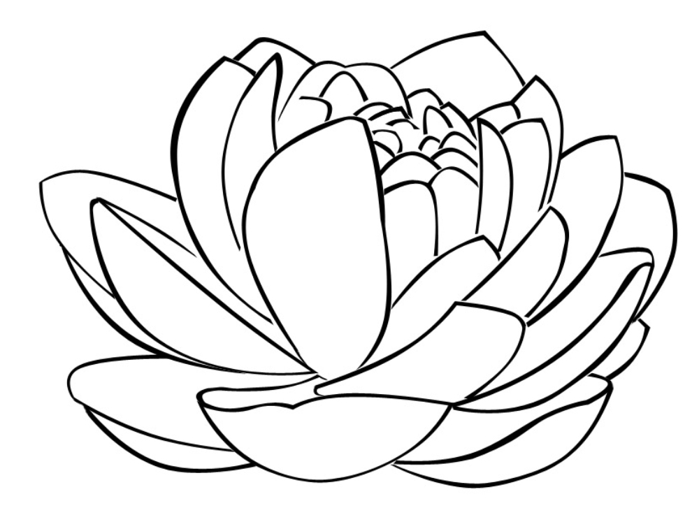 1000x737 Lotus Flower