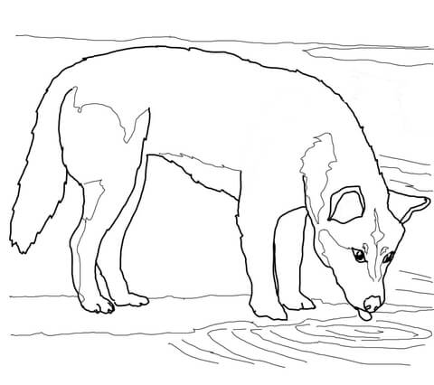 480x426 Dingo Drinks Water Coloring Page Free Printable Coloring Pages
