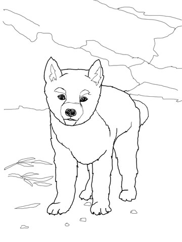 Dingo Drawing at GetDrawings | Free download