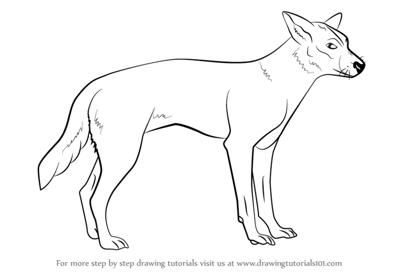 800x565 Learn How To Draw A Dingo (Dogs) Step By Step Drawing Tutorials