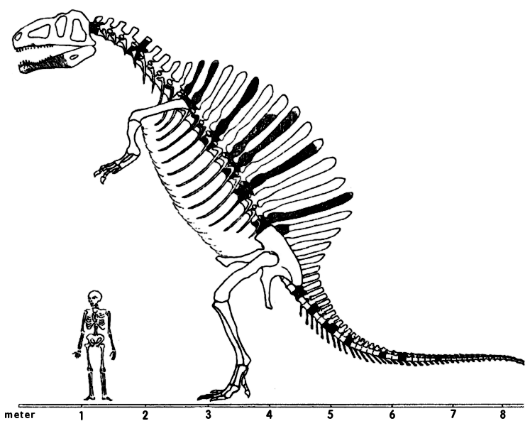 747x600 Head Clipart Dinosaur Skeleton