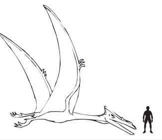 326x281 Quetzalcoatlus
