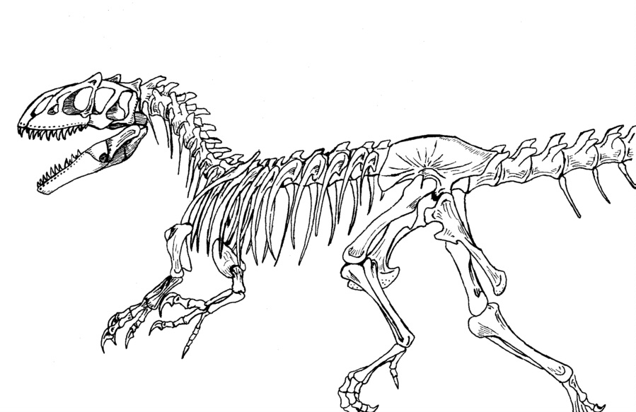 899x583 Tyrannosaurus Rex Skeleton Tattoo Info