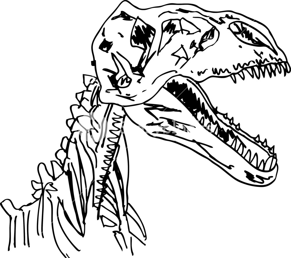 1000x886 Sketch Of Dinosaur Fossil. Vector Illustration Royalty Free Stock