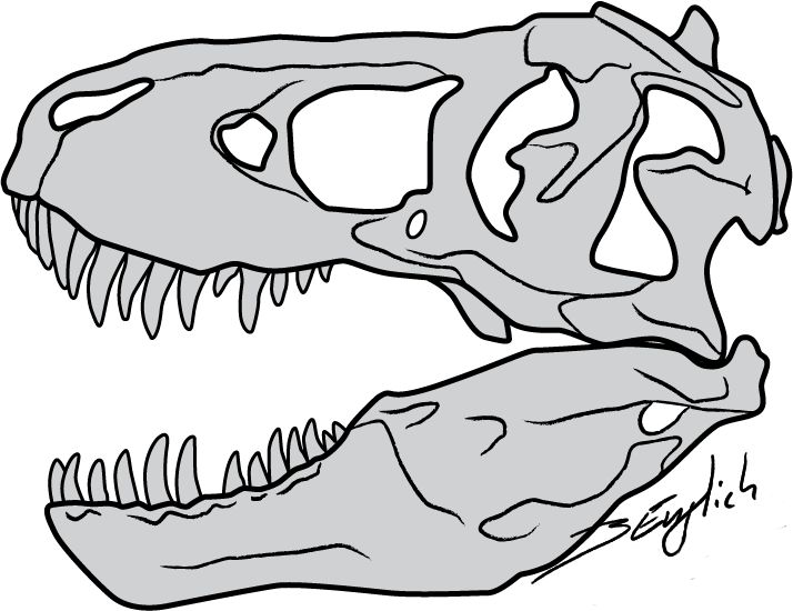 714x550 T Rex Skull Drawing