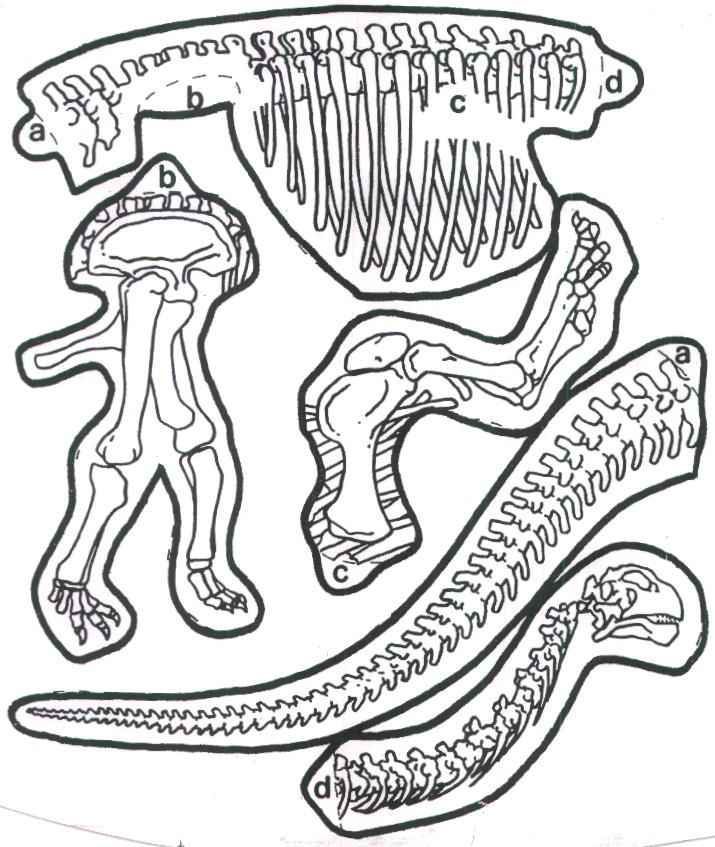 715x847 Dinosaur Pasta Skeletons Dinosaur Crafts Skeletons