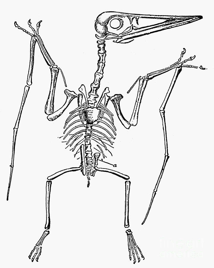719x900 Dinosaur Pterodactyl Photograph By Granger