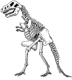 236x261 Black White Pictures Of Dinosaur Bones Another Black