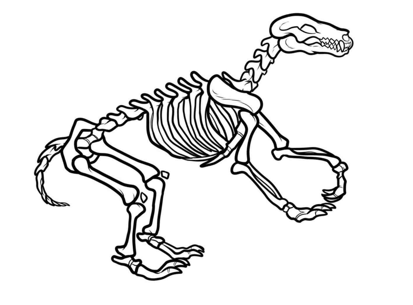 1416x1045 Drawings Of Dinosaur Fossils