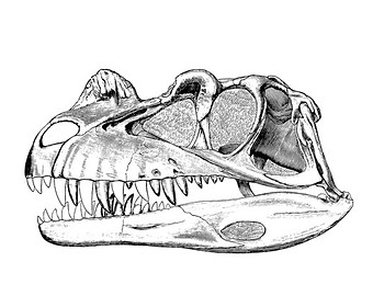 340x270 Dinosaur Skeleton Etsy