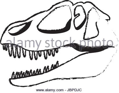 411x320 Dinosaur Skull Fossil Stock Photo, Royalty Free Image 39955208