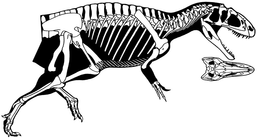1000x539 Pgs Daily Dinosaur Yangchuanosaurus (=sinraptor) Dongi