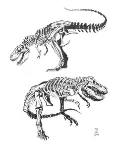 236x294 Buffalo Skull Hand Drawn Vector Illustration Buffalo Skull