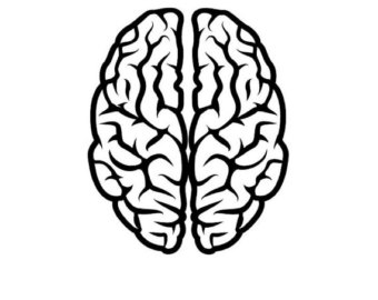 340x270 T Rex Skull Dinosaur Fossil By Decalphanatics On Etsy Artworks